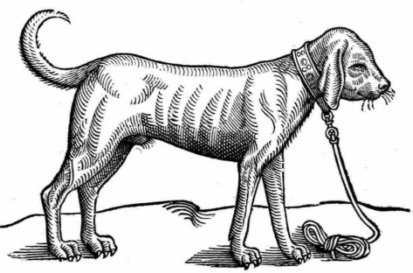 Historical illustration of a Bloodhound