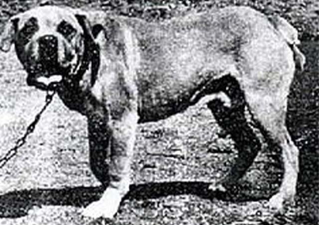 Cão de Fila da Terceira in an illustration from 1896