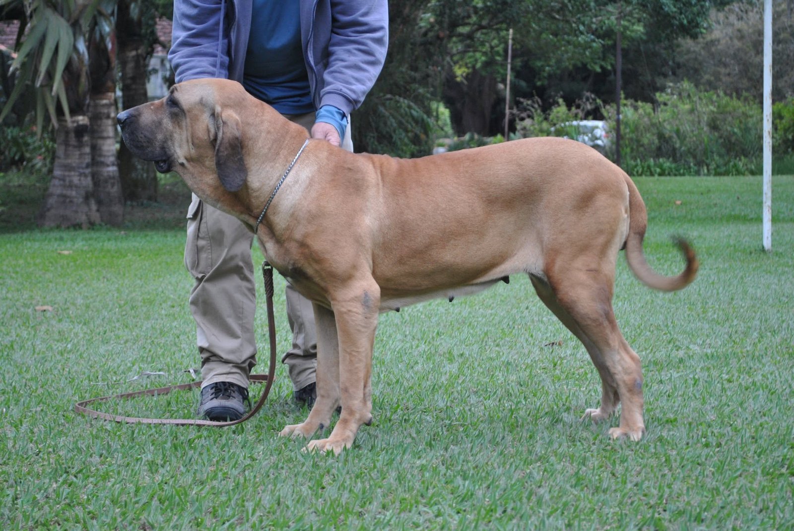 Female Fila Brasileiro from Canil Boa Sorte shown standing