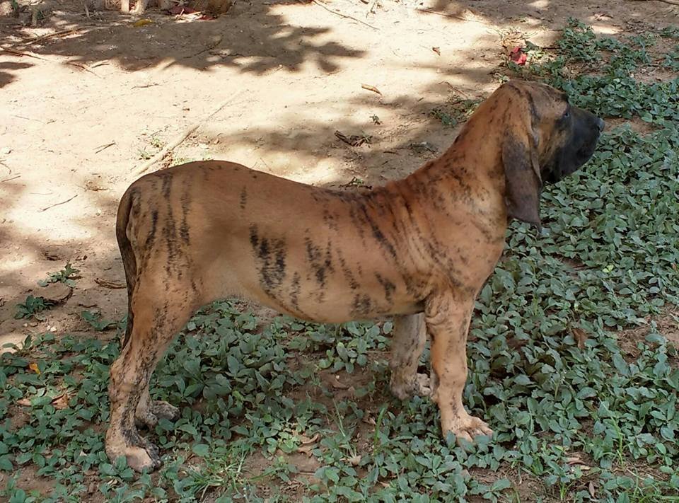 Brindle Fila Brasileiro standing