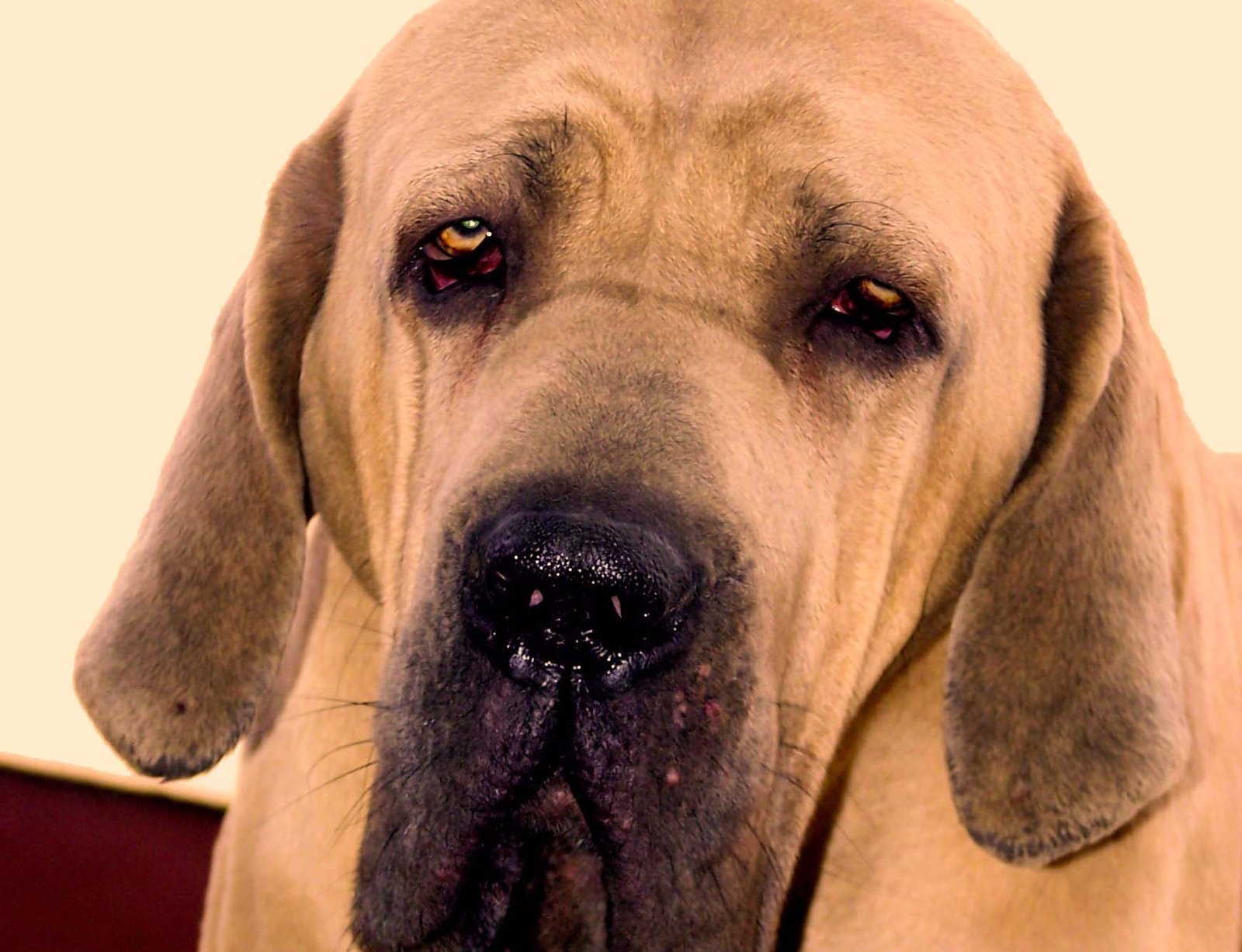 Caramburu, a Fila Brasileiro