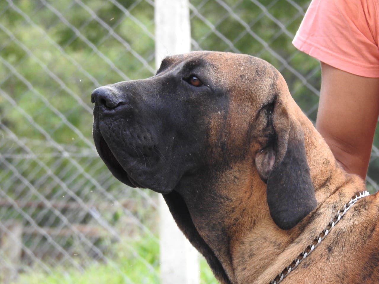 Head of a Fila Brasileiro shown in side profile