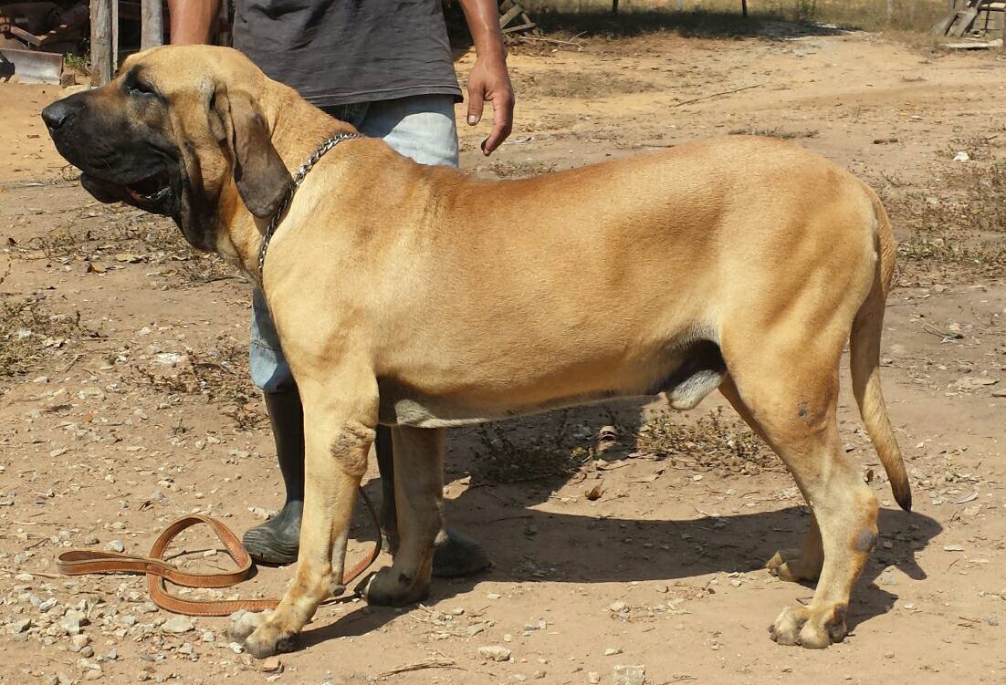 Hulk Guardiães do Caracu shown standing in full view