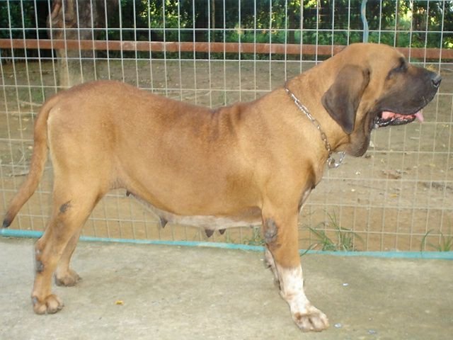 Mulata do Caramona with a red coat and white markings