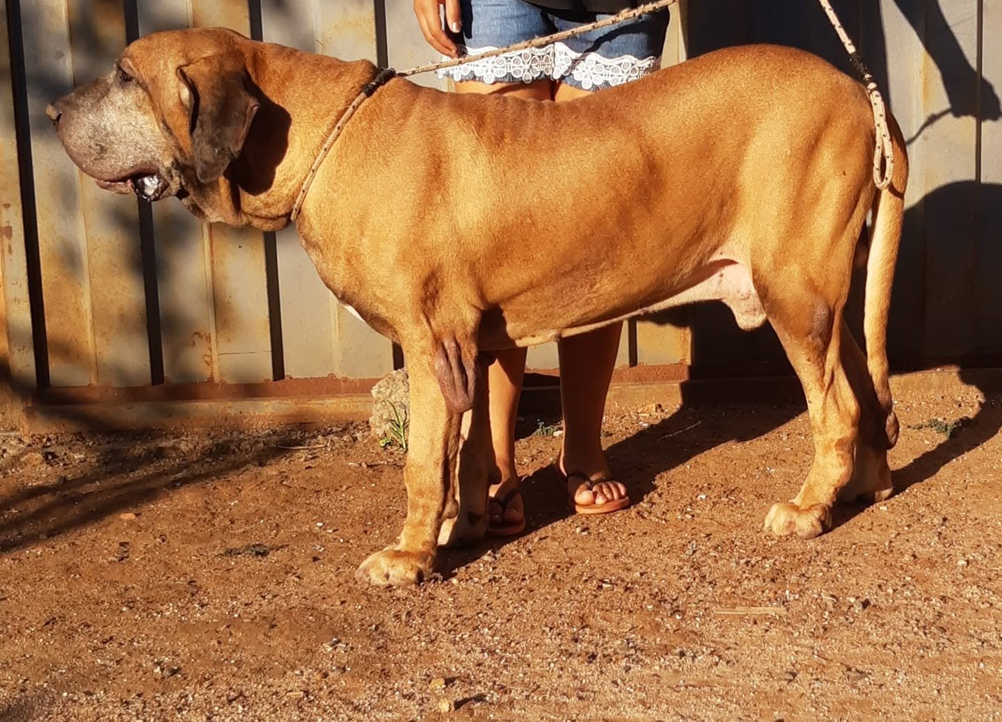 Odin Chão de Goyaz shown in side profile