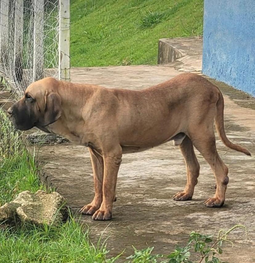 Ouro Fazenda Mundeo showing the topline and underline in side view
