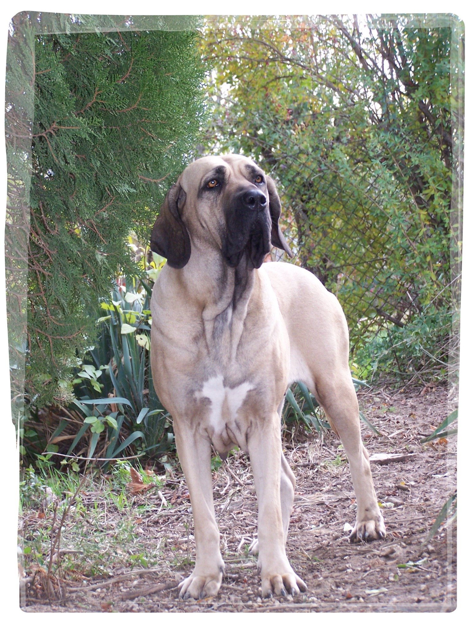Rumba showing the neck, dewlap and loose skin
