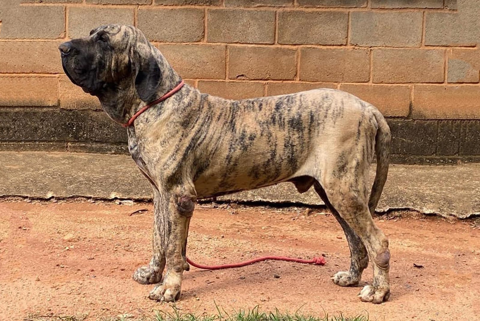 Sinho V do Amparo, a male Fila Brasileiro, standing