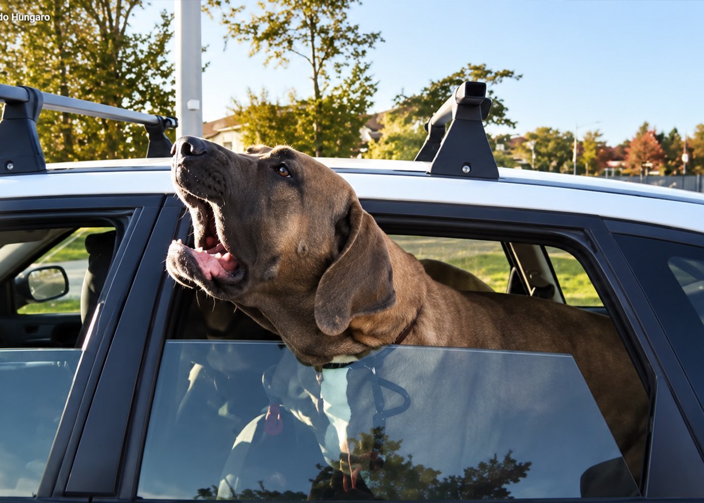 Sita Harakan, Fila Brasileiro, at an open car window
