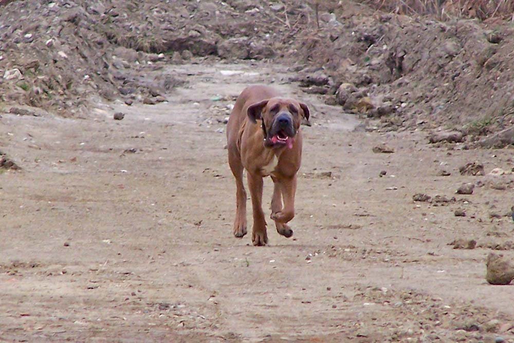 Sita galloping