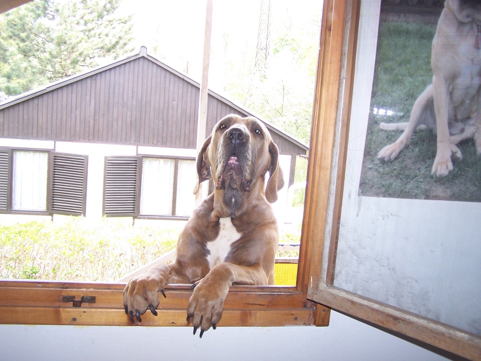 Sita looking through a window