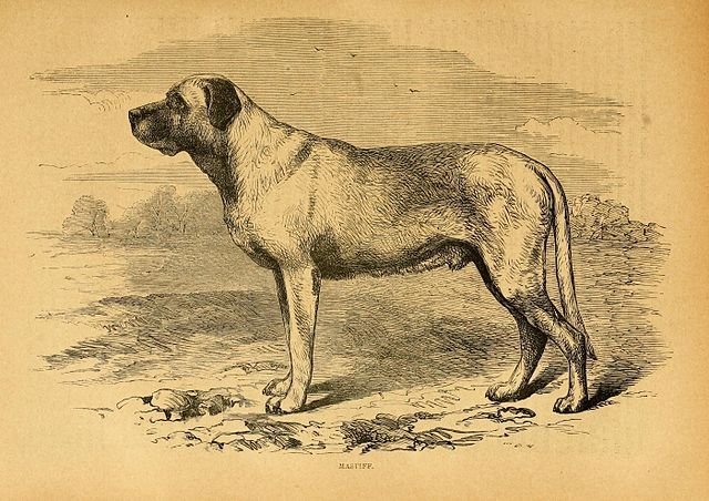 Mastiff in an illustration from 1896