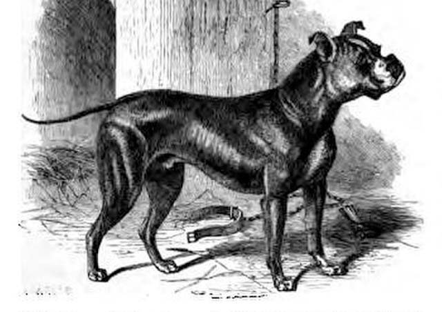 Old bulldog type in an illustration from 1896